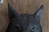 :: Lince iberico :: Casa Rural Al-Mofrag