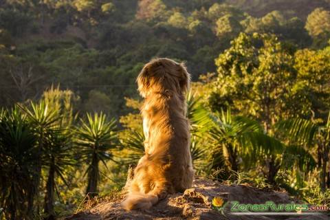 Las ventajas de viajar con animales