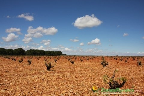 Viedos en La Manchuela