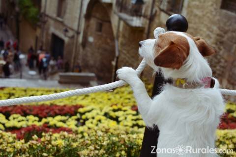 Practicar turismo rural con mascotas, qu tener en cuenta?