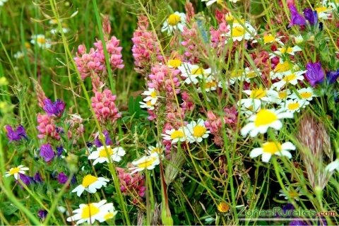 Flores de primavera