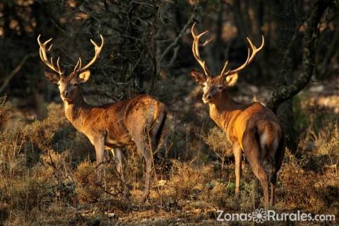 Disfruta de su rica fauna del centro peninsular