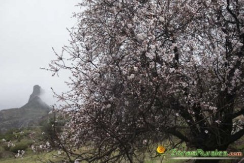 Almendro en flor y Roque Bentayga de fondo