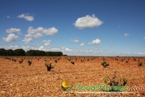 Viedos en La Manchuela