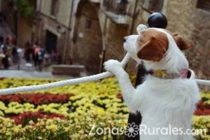 Practicar turismo rural con mascotas, qu tener en cuenta?