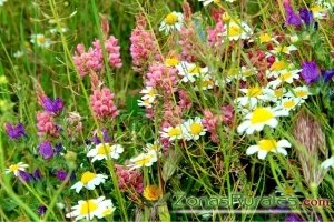 Flores de primavera