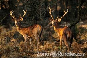 Disfruta de su rica fauna del centro peninsular