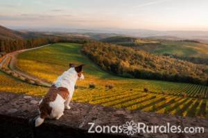 Qu tener en cuenta si alquilas una casa rural y tienes perros