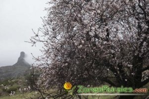 Turismo rural en Canarias para celebrar la fiesta del Almendro en Flor